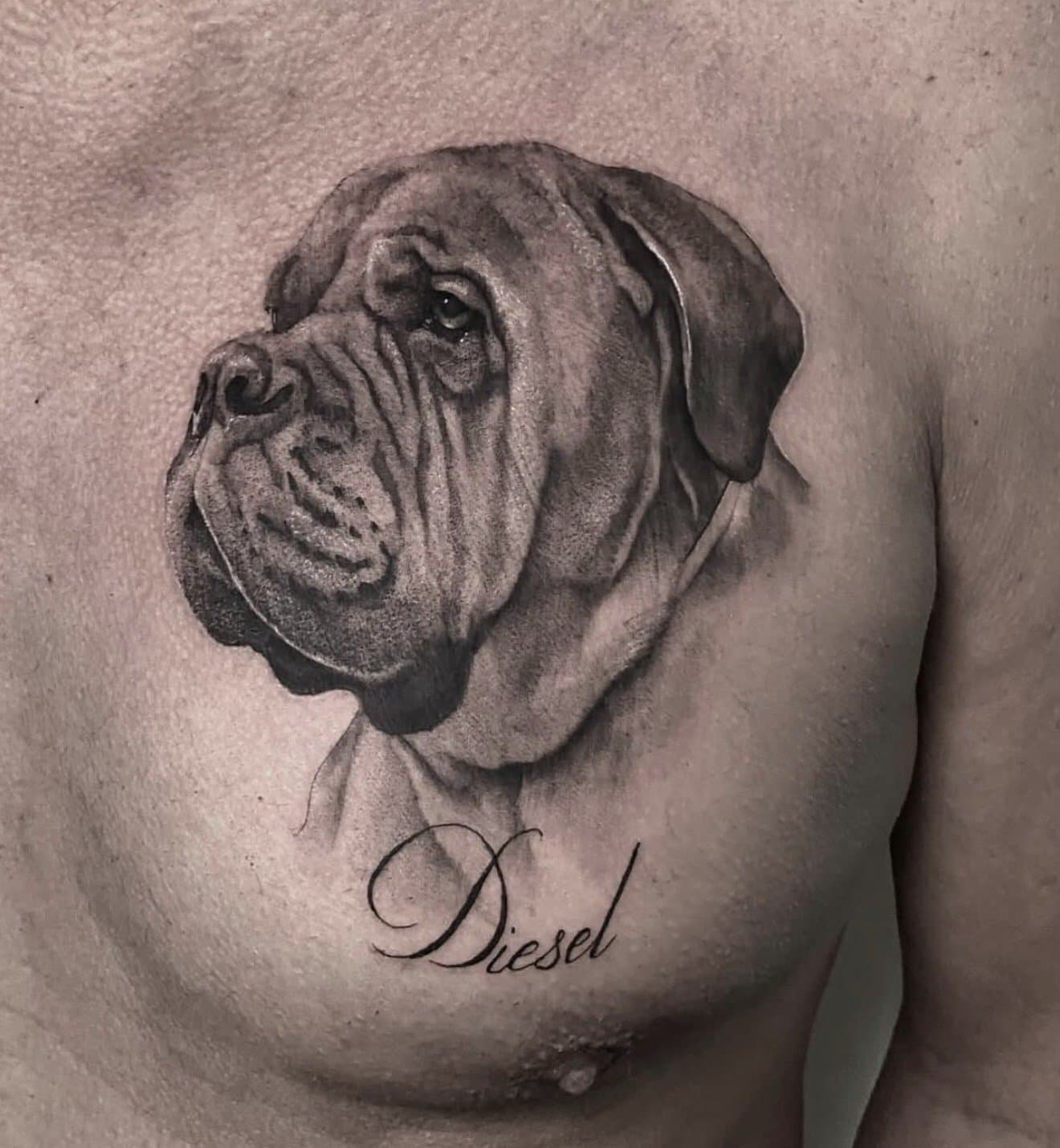 Portrait of a bulldog with the name Diesel underneath it, on the chest